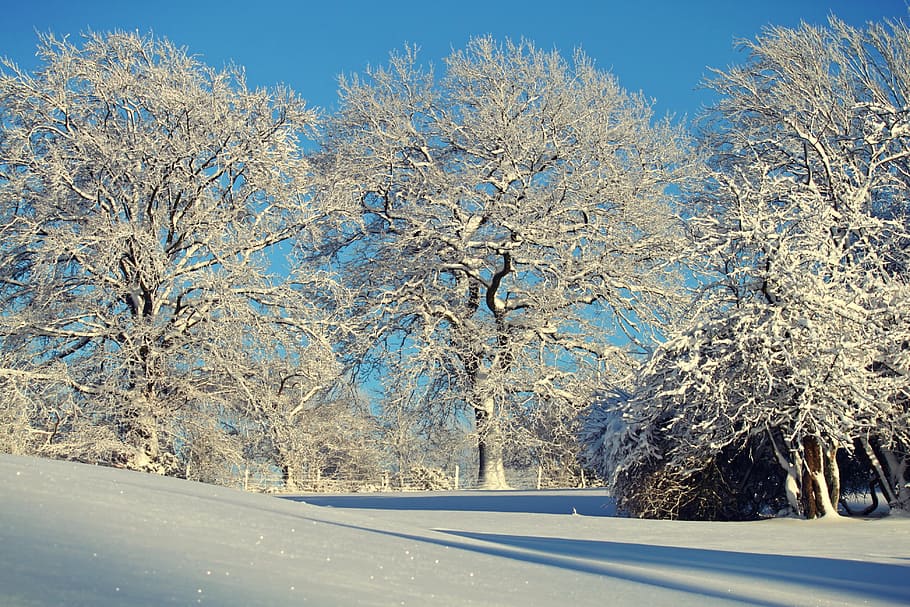 grøn, blade træer, grå, Mark, vinter, vinterlige, sne, snedækket, træer, vinter magi, frost, vinterdrøm, natur, hvid, kold, vinter skov, landskab, humør, frost-, vinterstemning, belysning, sne landskab, sneet inde, skyggespil, hispanic, kold temperatur, ingen mennesker, træ, dag, udendørs, scenics, plante, skønhed i naturen, ro, Frosset, rolig scene, scenics - natur, blå, himmel, dækker, hvid farve, jord, ekstremt vejr, treelined, 4K