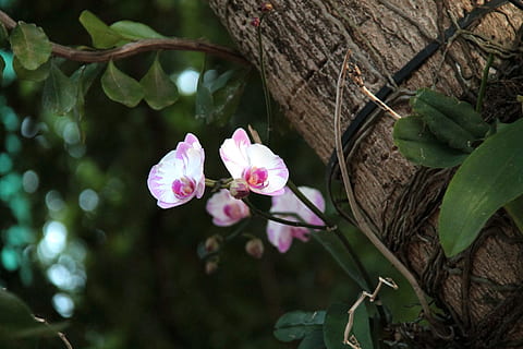 orchidej, strom, květ, jaro, orchidej, strom, Příroda, park, starý strom, rostlina, les, krajina, květiny, bílý, růžový, růžová barva, venku, den, kvetoucí rostlina, svěžest, krása v přírodě, rostlinné části, list, křehkost, okvětní lístek, detail, růst, květu hlavy, zranitelnost, květenství, nikdo, třešeň, 4K, CC0, veřejná doména, bez autorských práv