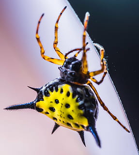 edderkop, arachnid, insekt, tæt, gul, eksotisk, tropisk, dyre temaer, hvirvelløse, dyr, dyreliv, et dyr, dyr i naturen, tæt på, studio skud, ingen mennesker, natur, sort farve, makro, dyr kropsdel, leddyr, dyr antenne, hveps, udendørs, dyr ben, lille, dyr øje, 2K, CC0, offentligt domæne, royaltyfrie