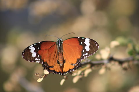 farfalla, natura, insetto, farfalla - insetto, animale, ala animale, bellezza nella natura, multicolore, avvicinamento, fauna selvatica, invertebrato, temi animali, animali allo stato selvatico, un animale, concentrarsi sulle conoscenze acquisite, fiore, vulnerabilità, fragilità, giorno, nessuno, messa a fuoco selettiva, pianta, all'aperto, impollinazione, 1080P, CC0, dominio pubblico, privo di copyright