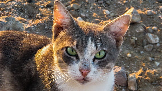 cat, stray, staring, curious, animal, eyes, tough, nature, mammal, animal themes, one animal, pets, domestic cat, feline, domestic animals, domestic, portrait, looking at camera, vertebrate, whisker, no people, close-up, day, animal body part, focus on foreground, animal head, animal eye, yellow eyes, tabby, snout, 4K, CC0, public domain, royalty free