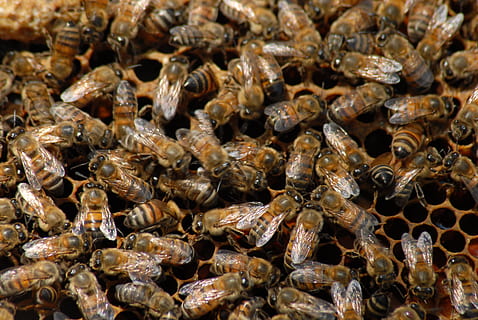 albină, apicultură, insectă, nevertebrat, animal, grup de animale, animale tematice, animale în sălbăticie, grup mare de animale, animale sălbatice, fagure de miere, albina, stup de albine, a închide, frumusețe în natură, cadru complet, zoologie, nici o persoana, natură, colonie, 4K, CC0, domeniu public, fără drepturi de autor