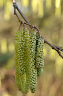 kacang hazel, semak, kemiri, serbuk sari, musim semi, semak kacang hazel, kuning, dekat, menanam, hazel, warna hijau, fokus pada latar depan, alam, hari, merapatkan, pertumbuhan, vagina willow, tidak ada orang, keindahan di alam, bunga, gantung, di luar rumah, kerentanan, tanaman berbunga, kerapuhan, pohon, awal, ketenangan, batang tanaman, 4K, CC0, domain publik, bebas royalti