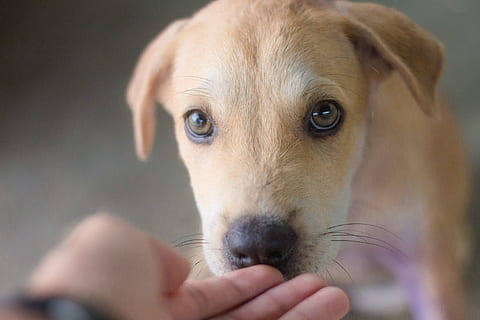 Hund, Tiere, süß, Haustiere, Hündchen, intelligenter Hund, Entspannen Sie Sich, die Tierwelt, gemütlich, weiße Feder, glücklicher Hund, hell, schlafend, einsam, Weiß, Hunde show, ein Tier, inländisch, Säugetier, Eckzahn, Porträt, Nahansicht, menschliche Hand, Hand, menschliches Körperteil, Tierkörperteil, Jungtier, Kamera betrachten, Menschen, Haustierbesitzer, klein, 1080P, CC0, gemeinfrei, lizenzfrei