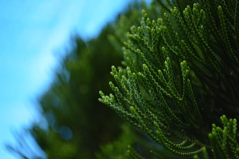 plantas, Formato, azul esverdeado, verde, azul, natureza, cor verde, plantar, fechar-se, árvore, ao ar livre, beleza na natureza, ninguém, crescimento, folha, dia, parte da planta, focar em primeiro plano, foco seletivo, frescura, comida e bebida, Comida, luz solar, tranquilidade, Alimentação saudável, Pinheiro, árvore conífera, árvore de abeto, 5K, CC0, domínio público, royalty free