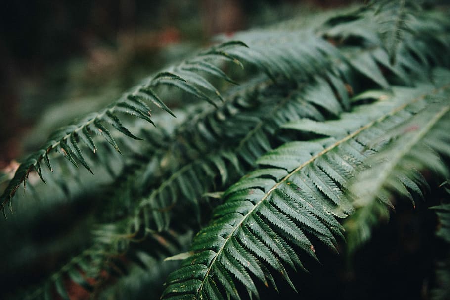 nærbilde, bilde, grønn, fern plante, selektiv, fokus fotografering, fernplanter, blader, blad, frond, løvverk, natur, skog, plante del, anlegg, grønn farge, selektiv fokusering, tre, bregne, ingen folk, utendørs, fokusere på forgrunnen, dag, vekst, skjønnhet i naturen, mat og Drikke, bakgrunn, mat, arkitektur, palmblad, nåletre, 5K