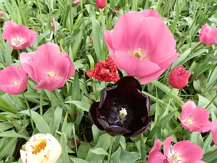 tulipaner, blomster, sort, blomstrende plante, blomst, plante, friskhed, skønhed i naturen, skrøbelighed, sårbarhed, kronblad, vækst, lyserød farve, blomsterhoved, blomsterstand, natur, tæt på, plante del, blad, ingen mennesker, grøn farve, dag, udendørs, forår, pollen, 4K, CC0, offentligt domæne, royaltyfrie