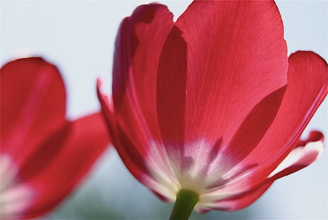 tulipes, fleurs, pétales, macro, rouge, fermer, épanouissement, les fleurs, délicat, doux, coloré, rétro-éclairage, brillant, ensoleillé, journée, jardins, jardinage, ornemental, décoratif, romantique, floral, cadeaux, Frais, exotique, fleur, pétale, fragilité, beauté dans la nature, la nature, fraîcheur, plante à fleurs, plante, vulnérabilité, croissance, tête de fleur, inflorescence, tulipe, couleur rose, personne, mise au point sélective, pollen, sépale, 4K, CC0, domaine public, libre de droits