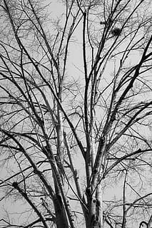 træ, grene, efterår, Skov, afdeling, natur, blade, omvendt lys, himmel, plante, vinter, baggrund, pessimistisk, mørk, udtørret, visne blade, tørre blade, bladene er, regnfuld, luft, bare træ, ingen mennesker, ro, lav vinkel visning, udendørs, skønhed i naturen, dag, scenics - natur, bagagerum, træstamme, baggrunde, silhuet, sky - himmel, 5K, CC0, offentligt domæne, royaltyfrie