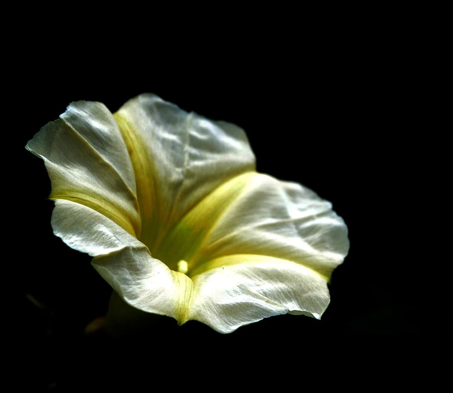 blomst, gul, hvid, sort baggrund, stjerne, skønhed, smuk, plante, naturlig, kronblad, skønhed i naturen, sårbarhed, skrøbelighed, studio skud, blomstrende plante, tæt på, friskhed, blomsterhoved, blomsterstand, indendørs, ingen mennesker, natur, vækst, kopiere plads, 2K