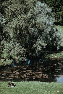 zwei, Menschen, entspannend, Teich, grüner Laubbaum, Sonntag Nachmittag, Stimmung, Flussufer, Liegestuhl, Baum, Fluss, Natur, Wasser, draußen, Tier, Landschaft, ländliche Szene, in voller Länge, ein Tier, Tag, See, Pflanze, Wachstum, Schönheit in der Natur, Ruhe, echte Menschen, Land, Männer, Ufergegend, Sitzung, ruhige Szene, 4K, CC0, gemeinfrei, lizenzfrei