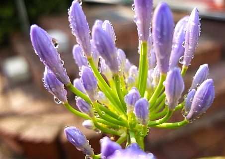 Flower, Blossom, Bloom, Macro, Close, nature, color, drip, wet, purple, plant, beauty in nature, fragility, flowering plant, freshness, growth, close-up, vulnerability, petal, inflorescence, selective focus, flower head, no people, drop, springtime, outdoors, dew, crocus, raindrop, 2K, CC0, public domain, royalty free