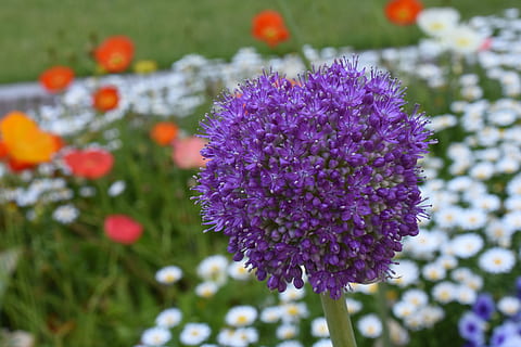 Trandafir, afix, portocale, Mai, Hangang parc, planta cu flori, floare, plantă, Violet, prospeţime, frumusețe în natură, vulnerabilitate, creştere, fragilitate, a închide, cap de floare, inflorescenţă, să se concentreze asupra primelor elemente, zi, petală, nici o persoana, natură, botanică, primăvară, camp, pat de flori, polenizare, 5K, CC0, domeniu public, fără drepturi de autor