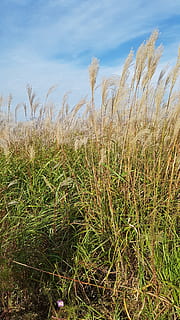 riet, herfst, wind, fabriek, groei, schoonheid in de natuur, gras, hemel, kalmte, groene kleur, natuur, land-, dag, geen mensen, veld-, rustige scène, scenics - natuur, strand, buitenshuis, wolk - lucht, water, detailopname, 4K, CC0, publiek domein, royaltyvrij