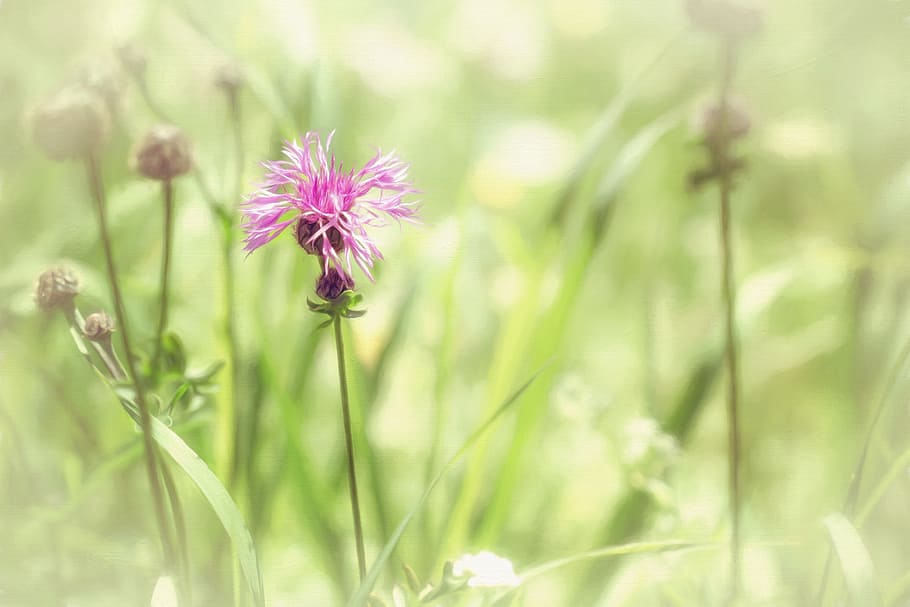 selectiu, foto del focus, rosa, blauet, imatge, pintura, pintat, prat, naturalesa, flor punxeguda, perruques knapweed, estiu, prat d’estiu, verd, viu, gespa natural, flor, planta amb flors, planta, frescor, bellesa a la natura, fragilitat, porpra, vulnerabilitat, primer pla, centrar-se en primer pla, sense cultiu, cap de flor, color verd, inflorescència, flors silvestres, cap gent, creixement, pètal, a l'aire lliure, primavera, herba, jardí ornamental, 5K