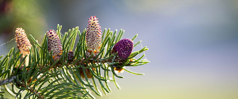dekat, foto, ungu, bunga petaled, pinus, cabang, pohon pinus, cabang pohon, kayu, alam, liburan, tumbuh, kerucut, kerucut pinus, pemandangan, hijau, menanam, pohon jenis konifera, merapatkan, pohon cemara, pohon, warna hijau, keindahan di alam, langit, bagian tanaman, tidak ada orang, makanan dan minuman, bunga, daun, multi-warna, lingkungan Hidup, makanan, tanaman berbunga, pinaceae, fokus pada latar depan, di luar rumah, 5K, CC0, domain publik, bebas royalti