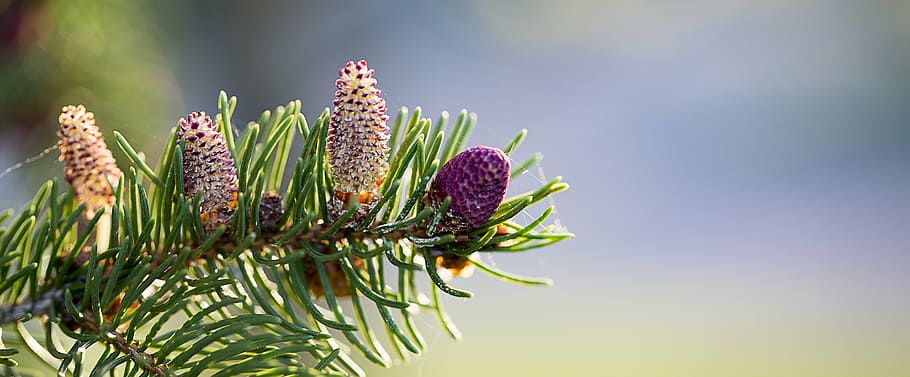 dekat, foto, ungu, bunga petaled, pinus, cabang, pohon pinus, cabang pohon, kayu, alam, liburan, tumbuh, kerucut, kerucut pinus, pemandangan, hijau, menanam, pohon jenis konifera, merapatkan, pohon cemara, pohon, warna hijau, keindahan di alam, langit, bagian tanaman, tidak ada orang, makanan dan minuman, bunga, daun, multi-warna, lingkungan Hidup, makanan, tanaman berbunga, pinaceae, fokus pada latar depan, di luar rumah, 5K
