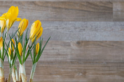 tilt shift lens photography, yellow, tulip flowers, crocus, flower, plant, flowers, yellow spring flower, spring flower, close, text dom, negative space, bouquet, wood - Material, tulip, nature, springtime, table, season, flowering plant, freshness, close-up, beauty in nature, no people, vulnerability, fragility, flower head, indoors, inflorescence, petal, growth, still life, 1080P, CC0, public domain, royalty free
