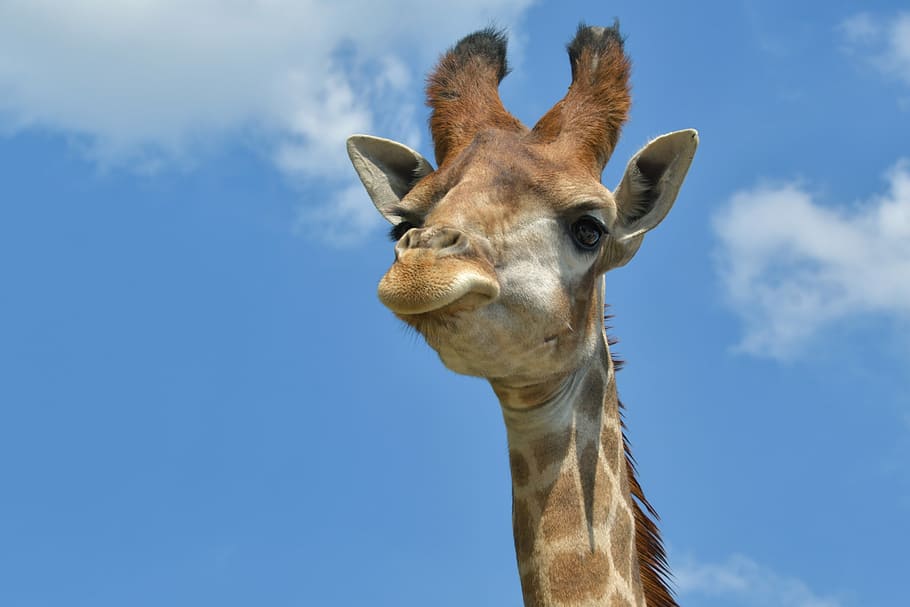 cabeza de jirafa, jirafa, cabeza, retrato, cielo, animal, un animal, temas de animales, mamífero, nube - cielo, parte del cuerpo del animal, día, animales en la naturaleza, nadie, fauna animal, naturaleza, cabeza de animal, vista de ángulo bajo, cuello animal, herbívoro, safari, azul, al aire libre, nariz de animal, 5K