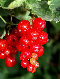 Johannisbeeren, rot, weiche Frucht, Essen und Trinken, Lebensmittel, Obst, gesundes Essen, Frische, Nahansicht, Wachstum, Pflanze, Natur, Wohlbefinden, Beerenfrucht, Fokus auf den Vordergrund, reif, Baum, keine Leute, Tag, Bündel, Schönheit in der Natur, Kirsche, draußen, Rote Johannisbeere, 1080P, CC0, gemeinfrei, lizenzfrei