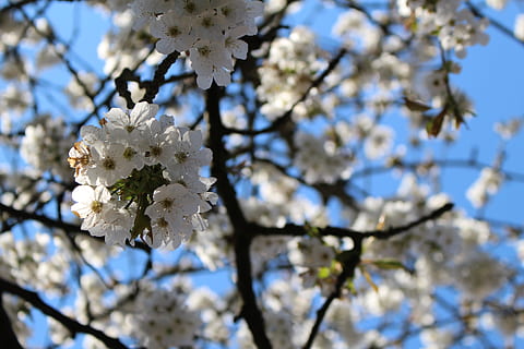 Kirschblütenbaum, Kirsche, Frühling, Kirschblüte, Baum, Kirsche, Frühling, Weiß, ästhetisch, Natur, blühen, Obstbaum, Blume, Zerbrechlichkeit, Ast, blühende Pflanze, Pflanze, Verletzlichkeit, Schönheit in der Natur, Wachstum, weiße Farbe, Frische, Fokus auf den Vordergrund, Flachwinkelansicht, Nahansicht, keine Leute, Blütenblatt, Tag, Blütenkopf, draußen, Kirschbaum, Pollen, Blumenstrauß, 5K, CC0, gemeinfrei, lizenzfrei