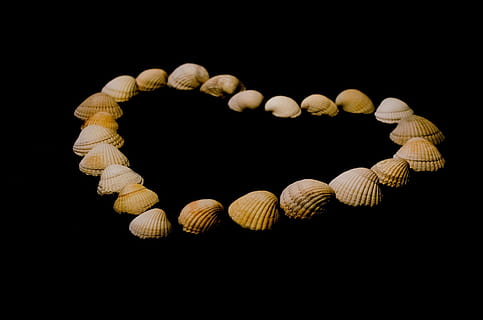 Schale, Muscheln, Herz, Liebe, isoliert, Kunst, Postkarte, natürlich, schwarz, Studioaufnahme, schwarzer Hintergrund, keine Leute, drinnen, Stillleben, Nahansicht, Kreativität, kopieren sie platz, Tier, Muster, Tierwelt, Natur, Schmuck, Kunst und Handwerk, positive Emotionen, Tierthemen, Muschel, Design, Luxus, 1080P, CC0, gemeinfrei, lizenzfrei