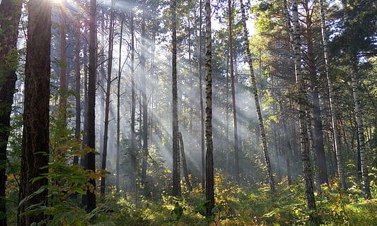 valo, metsä, auringon säteet, säteet, päivä, aamu, puu, kasvi, maa, kasvu, kauneus luonnossa, puun runko, runko, tyyneys, auringonvalo, rauhallinen kohtaus, maisemat - luonto, luonto, ei ihmisiä, ei-kaupunkikuvia, ympäristö, maisema, auringonsäde, ulkona, havupuu, mänty, mäntymetsät, suoratoisto, 4K, CC0, public domain, rojaltivapaa