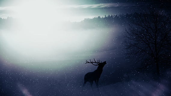 rusa kutub, teratas, ilustrasi gunung, hirsch, hutan, alam, liar, musim dingin, salju, malam, hewan, pohon, hari Natal, latar belakang, rusa, tema binatang, mamalia, langit, suhu dingin, lingkungan Hidup, tanduk, bayangan hitam, keindahan di alam, satwa liar hewan, tanah, tidak ada orang, turun salju, di luar rumah, herbivora, 2K, CC0, domain publik, bebas royalti