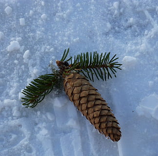pinyes, naturalesa, avet, arbre, hivern, neu, branca, aixeta, bosc, Nadal, gelades, temporada, fred - temperatura, pi, arbre de coníferes, gel, arbre de fulla perenne, decoració, congelat, temperatura de fred, un animal, animal, fauna animal, temes d'animals, cap gent, animals a la natura, bellesa a la natura, dia, a l'aire lliure, aigua, primer pla, vista d’angle alt, planta, 1080P, CC0, domini públic, lliure de regalies