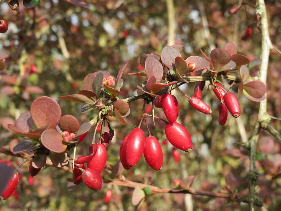 berberis, barberry, baia, flora, planta, fruita, arbust, pics, botànica, espècies, naturalesa, vermell, madur, menjar, agricultura, full, branca, frescor, orgànic, arbre, creixement, menjar i beguda, alimentació saludable, centrar-se en primer pla, primer pla, dia, cap gent, part de la planta, bellesa a la natura, a l'aire lliure, benestar, 2K