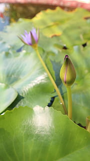 triangle, verd, fulla, jardí tropical, verd, full, tropical, jardí, planta, color, naturalesa, disseny, creixement, bellesa a la natura, flor, fragilitat, planta amb flors, vulnerabilitat, frescor, color verd, primer pla, part de la planta, cap gent, pètal, brot, dia, cap de flor, inflorescència, centrar-se en primer pla, a l'aire lliure, porpra, sepal, 5K, CC0, domini públic, lliure de regalies