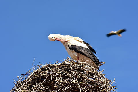cigüeñas, par, construcción de nidos, construir, aves, cigüeña, volar, cigüeña de cascabel, cuenta, mono montaña salem, pájaro, nido de animales, fauna silvestre, animal, naturaleza, animales en la naturaleza, cielo, pico, cigüeña blanca, al aire libre, temas de animales, vertebrado, fauna animal, azul, cielo limpio, vista de ángulo bajo, nadie, un animal, día, soleado, vista lateral, 5K, CC0, dominio público, libre de derechos