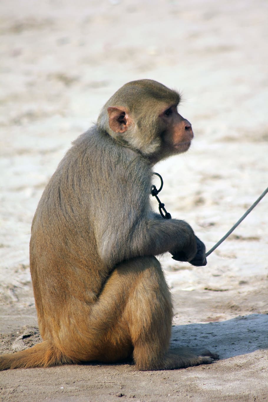mico, marró, animal, salvatge, mamífer, vida salvatge, primat, Índia, domesticats, capturat, corretja, lligat, naturalesa, macaque, assegut, animals a la natura, fauna animal, un animal, mirant, gent, vertebrats, mirant cap a fora, centrar-se en primer pla, longitud completa, dia, a l'aire lliure, babuí, cura, 5K