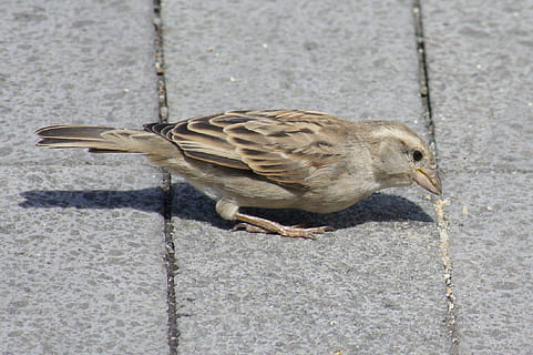 ocell, pardal, macro, vertebrats, un animal, fauna animal, animals a la natura, dia, cap gent, posat, longitud completa, sendera, primer pla, a l'aire lliure, vista d’angle alt, naturalesa, centrar-se en primer pla, vorera, 1080P, CC0, domini públic, lliure de regalies