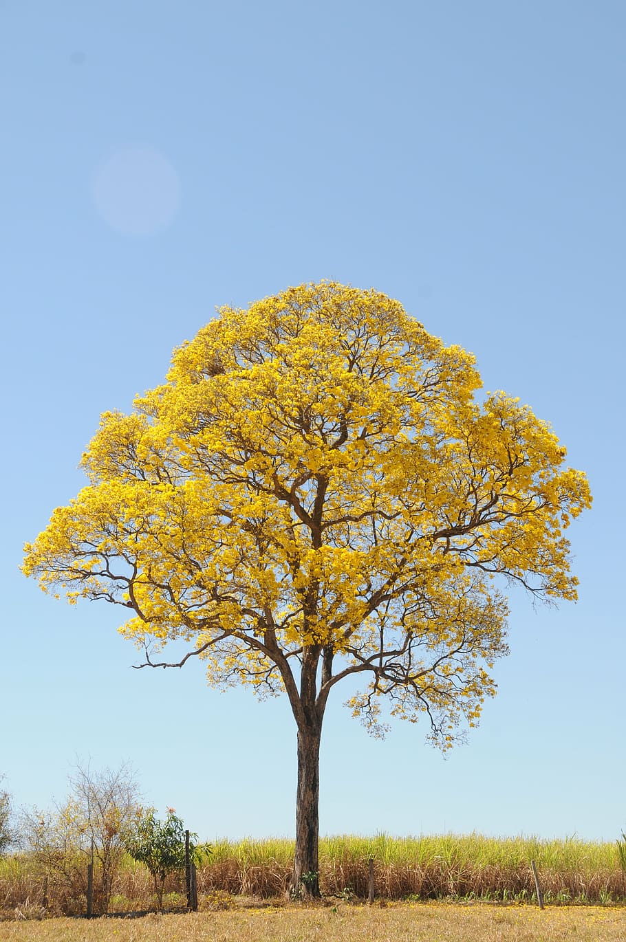 arbre, groc, primavera, granja, bonic, ipê, paisatge, planta, cel, bellesa a la natura, camp, naturalesa, tranquil·litat, terra, creixement, cel clar, cap gent, escena tranquil·la, medi ambient, dia, escenics - natura, branca, a l'aire lliure, escena no urbana, canvi, 4K