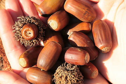 žaludy, podzim, matice, dub, stromy, les, Příroda, jídlo a pití, jídlo, blahobyt, svěžest, Zdravé stravování, detail, nikdo, stálý život, ořech - jídlo, přímo nad, velká skupina objektů, hnědý, zeleniny, syrové potraviny, vysoký úhel pohledu, Kaštan, kaštan - jídlo, lískový oříšek, uvnitř, 4K, CC0, veřejná doména, bez autorských práv