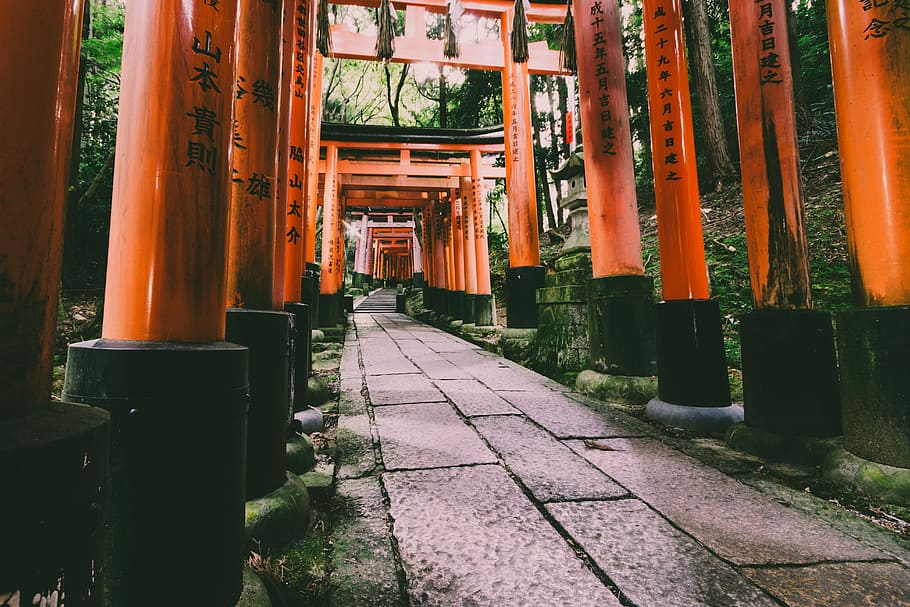 torii gate pathway, ved siden af, træer, dagtimerne, rød beton shirene, gangbro, sti, have, Skov, gå, bygget struktur, arkitektur, religion, orange farve, tro, sted for tilbedelse, spiritualitet, arkitektoniske kolonne, ingen mennesker, retning, bygning, vejen frem, helligdom, i en række, dag, udendørs, 5K