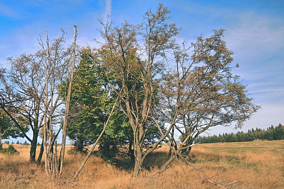 tre, grener, høst, tre greiner, natur, himmel, souška, løvtrær, landskap, tørt gress, blå himmel, det gamle gresset, anlegg, dag, land, miljø, skjønnhet i naturen, ro, naturskjønnhet - natur, felt, rolig scene, ingen folk, ikke-urbane scene, sky - himmel, vekst, utendørs, gress, sollys, halvtørre, 2K