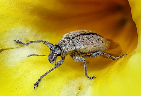brown, beetle, yellow, flower, closeup, photo, insect, macro, bug, animal, magnification, detailed, animal themes, one animal, animal wildlife, animals in the wild, invertebrate, close-up, no people, arachnid, arthropod, spider, nature, animal body part, beauty in nature, zoology, animal leg, selective focus, 4K, CC0, public domain, royalty free