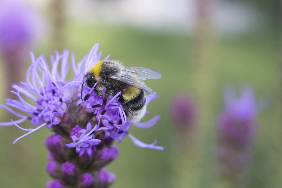ape, Repubblica Ceca, vicino, fiore, pianta fiorita, insetto, animale, invertebrato, temi animali, animali allo stato selvatico, un animale, fauna selvatica, bellezza nella natura, fragilità, vulnerabilità, freschezza, pianta, petalo, impollinazione, testa di fiore, viola, avvicinamento, bombo, nessuno, 5K