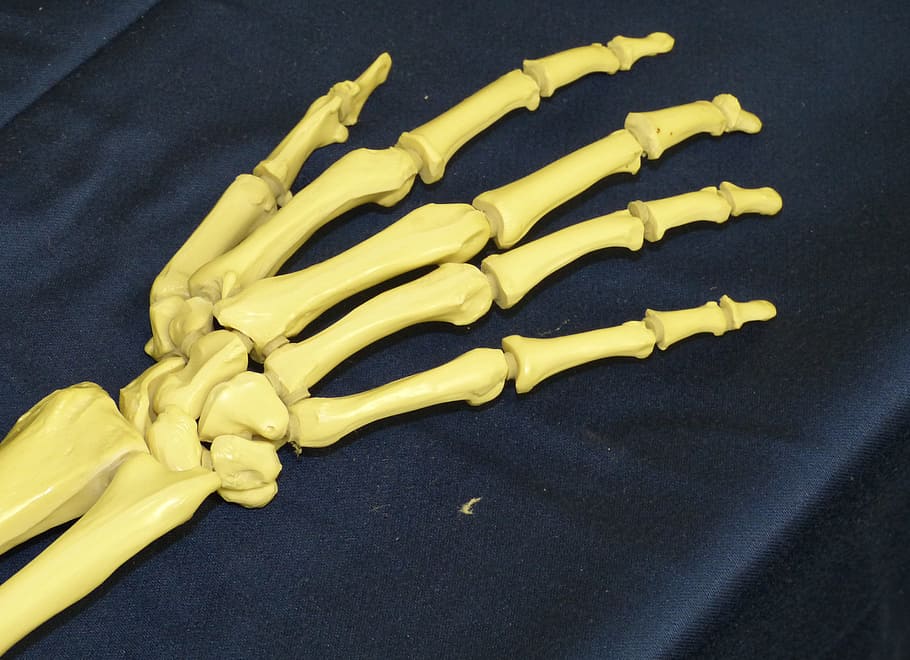mà d’os, drap, mà, os, esquelet, conjunt, dit, articulacions, estructura òssia, anatomia, metge, groc, cap gent, a l'interior, menjar, primer pla, menjar i beguda, vista d’angle alt, frescor, natura morta, taula, llest per menjar, grup d'objectes, menjar poc saludable, preparació, aliments crus, protecció, tir de l'estudi, vegetals, menjar ràpid, 2K