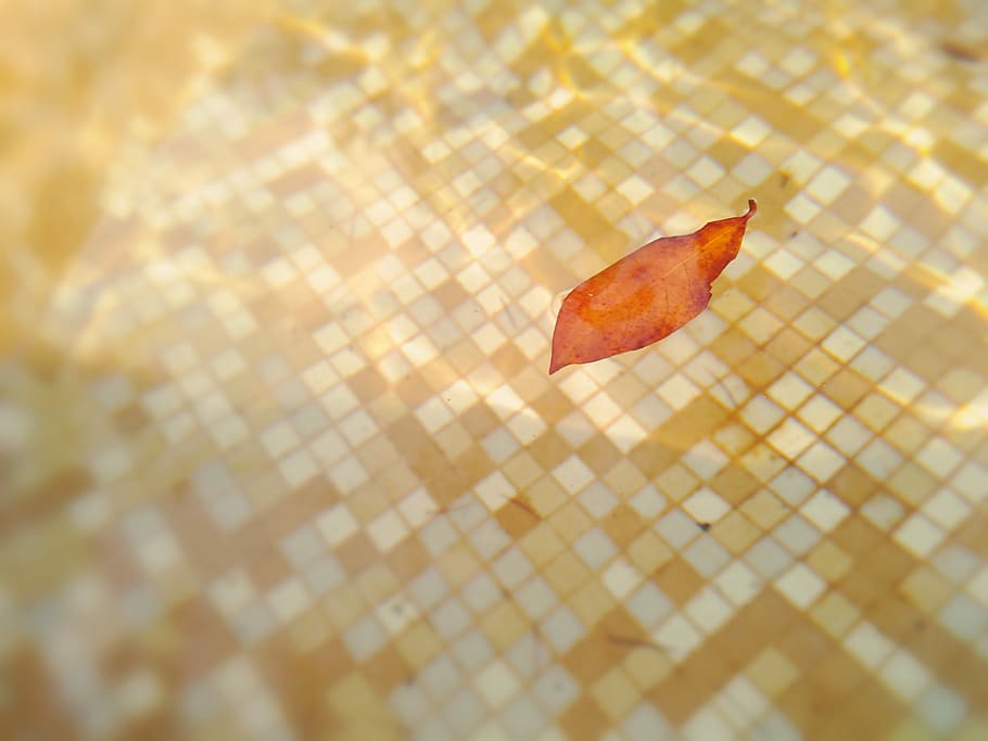 Wasser, Blatt, Mosaik-, Licht, glänzend, Orange, Fliesen, Farbe, bunt, fallen, Herbst, Blätter, Dekoration, schweben, Laub, Jahreszeit, rot, Gelb, Natur, saisonal, hell, Textur, natürlich, dekorativ, golden, Muster, Schmetterling - Insekt, Nahansicht, Pflanzenteil, keine Leute, Fokus auf den Vordergrund, selektiver Fokus, trocken, Tag, Veränderung, Essen und Trinken, braun, draußen, Sonnenlicht, Schönheit in der Natur, Frische, Lebensmittel, Stillleben, natürlicher Zustand, getrocknet, 2K