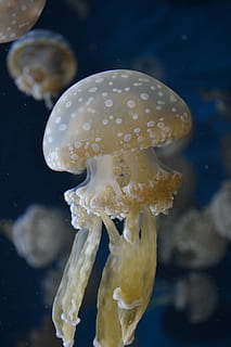 meduse beige, tilt shift photography photography, Medusa, da vicino la fotografia, subacqueo, mare, animale, natura, cnidarian, vita marina, velenoso, tentacolo, blu, acqua, animale da nuoto, sottomarino, fauna selvatica, avvicinamento, marino, animali allo stato selvatico, temi animali, invertebrato, nessuno, bellezza nella natura, nuoto, un animale, all'aperto, 4K, CC0, dominio pubblico, privo di copyright