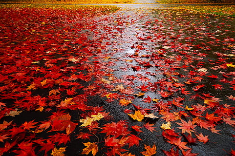 molte, rosso, foglia di acero, terra, le foglie, autunno, pioggia, bagnato, natura, modificare, parte vegetale, foglia, colore arancione, bellezza nella natura, la tranquillità, nessuno, giorno, acqua, pianta, caduta, lago, abbondanza, all'aperto, galleggia sull'acqua, condizione naturale, 1080P, CC0, dominio pubblico, privo di copyright
