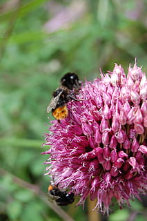 ผึ้ง, bumblebee, แมลง, ธรรมชาติ, ใกล้ชิด, ดอกไม้, ไม้ดอก, สัตว์ที่ไม่มีกระดูกสันหลัง, สัตว์หนึ่งตัว, ธีมสัตว์, สัตว์, ความบอบบาง, สัตว์ในป่า, สัตว์ป่า, ความอ่อนแอ, ปลูก, ความงามในธรรมชาติ, กลีบดอกไม้, การเจริญเติบโต, สีชมพู, หัวดอกไม้, ความสด, การผสมเกสรดอกไม้, ไม่มีคน, สีม่วง, กลางแจ้ง, 2K, CC0, โดเมนสาธารณะ, ค่าลิขสิทธิ์ฟรี
