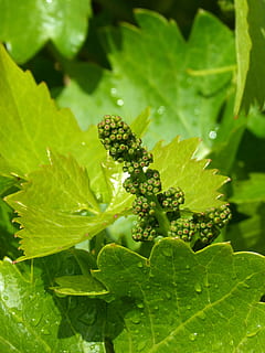 Rebe, Traube, Ausbruch, Frühling, Weinproduktion, grüne Farbe, Pflanzenteil, Blatt, Wachstum, Pflanze, Natur, Nahansicht, keine Leute, Tag, Schönheit in der Natur, selektiver Fokus, draußen, Sonnenlicht, Tiere in freier Wildbahn, Tierthemen, Tier, Tierwelt, Frische, Fokus auf den Vordergrund, ein Tier, Blätter, 4K, CC0, gemeinfrei, lizenzfrei