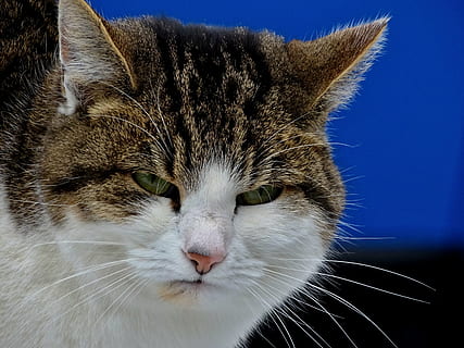 bruin, wit, kat, knorrig, humeur, slecht, portret, gezicht, snor, bakkebaarden, huiskat, kattenogen, huisdier, moe, vervelend, kijk maar, gespannen, huisdieren, één dier, katachtig, dierlijke thema's, snorhaar, detailopname, geen mensen, binnenshuis, huiselijk, zoogdier, dier, gewerveld, dierlijke lichaamsdeel, dierenkop, haar-, ogen dicht, gestreept, dierlijk oog, 2K, CC0, publiek domein, royaltyvrij