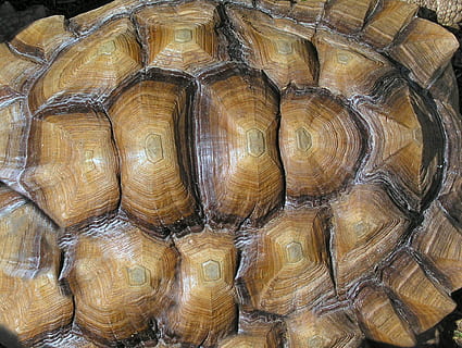 shell, tortoise, texture, animal wildlife, animal shell, animal themes, animal, full frame, turtle, animals in the wild, natural pattern, backgrounds, no people, close-up, reptile, pattern, day, directly above, nature, textured, outdoors, tortoise shell, 1080P, CC0, public domain, royalty free