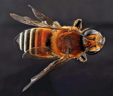 ape, Halictus, macro, impollinatore, insetto, Ali, avvicinamento, natura, polline, puntura, a cavallo, superiore, sopra, u, S, indagine geologica, animale, ala animale, giallo, colore nero, insetti, impollinazione, un animale, temi animali, nessuno, sfondo nero, invertebrato, fauna selvatica, animali allo stato selvatico, concentrarsi sulle conoscenze acquisite, bellezza nella natura, girato in studio, parte del corpo animale, fiore, occhio, volare, zoologia, occhio animale, 1080P, CC0, dominio pubblico, privo di copyright