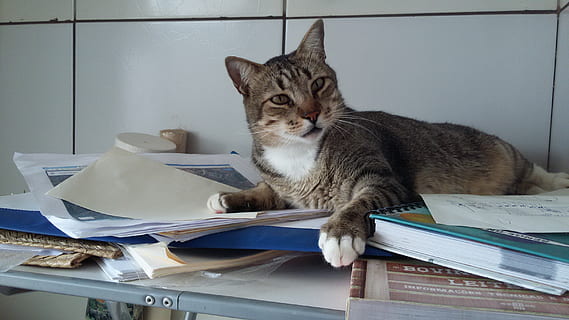 gatto, traversina, studi, animali domestici, domestico, gatto domestico, temi animali, animale, mammifero, felino, un animale, carta, in casa, nessuno, documento, pubblicazione, tavolo, libro, pila, rilassamento, vertebrato, lavoro d'ufficio, baffo, caos, acconciatura, soriano, 2K, CC0, dominio pubblico, privo di copyright